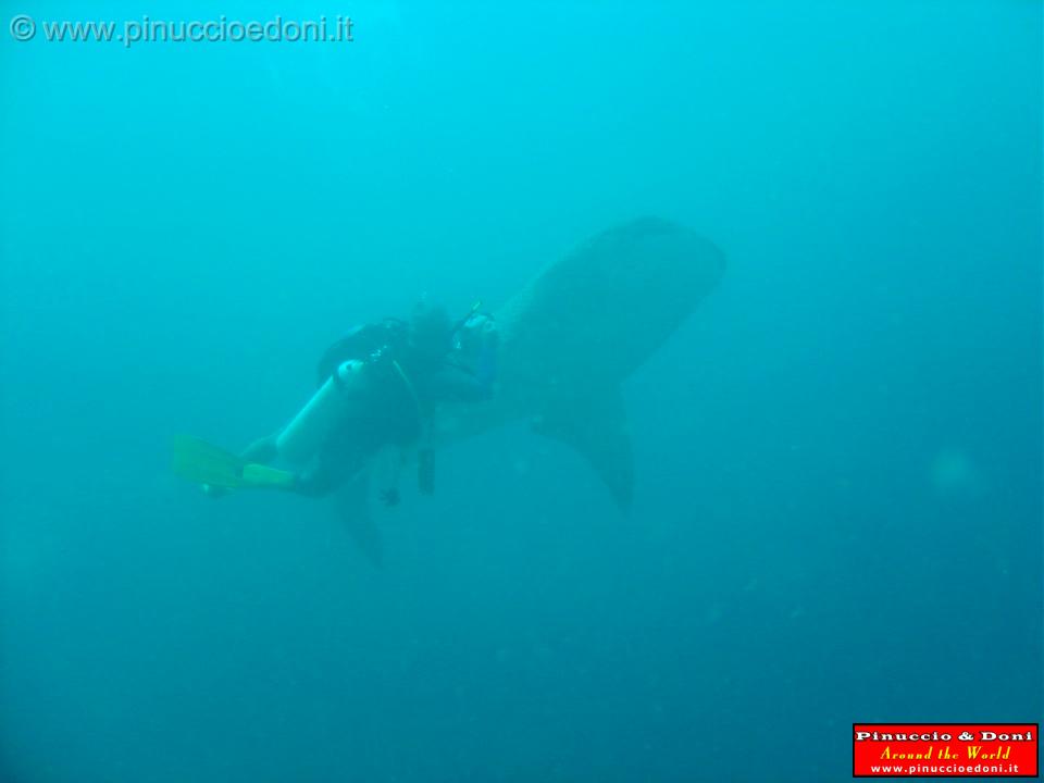 Djibouti - Pinuccio e Doni in immersione con Squalo Balena - 04.jpg